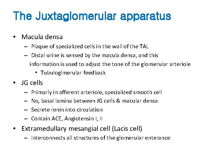 The Juxtaglomerular apparatus • Macula densa – Plaque of specialized cells in the wall