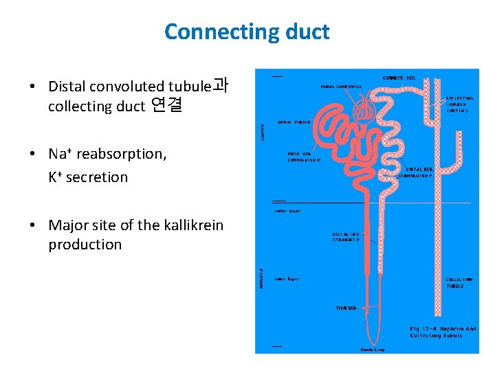 Connecting duct • Distal convoluted tubule과 collecting duct 연결 • Na+ reabsorption, K+ secretion