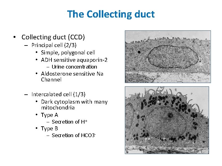 The Collecting duct • Collecting duct (CCD) – Principal cell (2/3) • Simple, polygonal