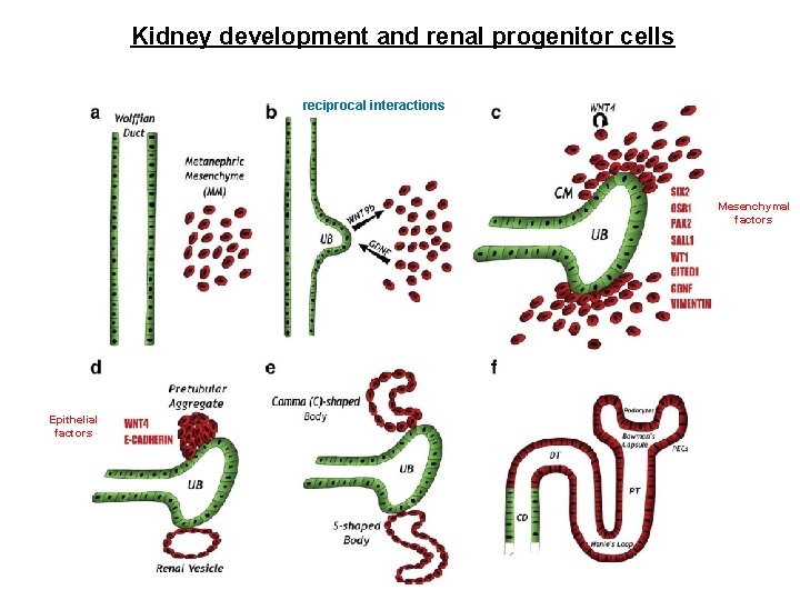 Kidney development and renal progenitor cells reciprocal interactions Mesenchymal factors Epithelial factors 