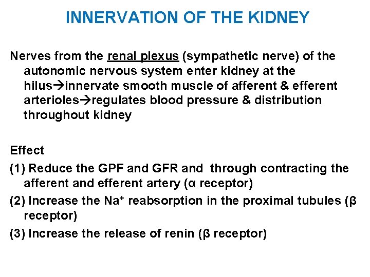 INNERVATION OF THE KIDNEY Nerves from the renal plexus (sympathetic nerve) of the autonomic