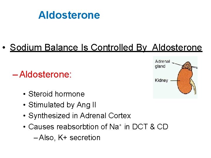 Aldosterone • Sodium Balance Is Controlled By Aldosterone – Aldosterone: • • Steroid hormone