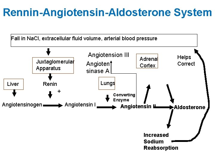 Rennin-Angiotensin-Aldosterone System Fall in Na. Cl, extracellular fluid volume, arterial blood pressure Juxtaglomerular Apparatus
