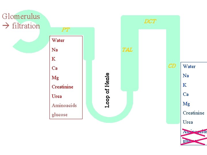 Glomerulus filtration DCT PT Water Na TAL K CD Mg Creatinine Urea Aminoacids glucose