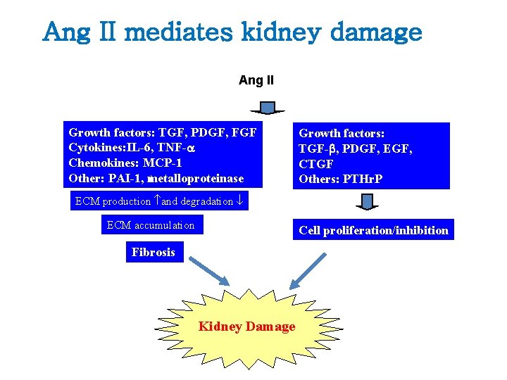 Ang II mediates kidney damage Ang II Growth factors: TGF, PDGF, FGF Cytokines: IL-6,