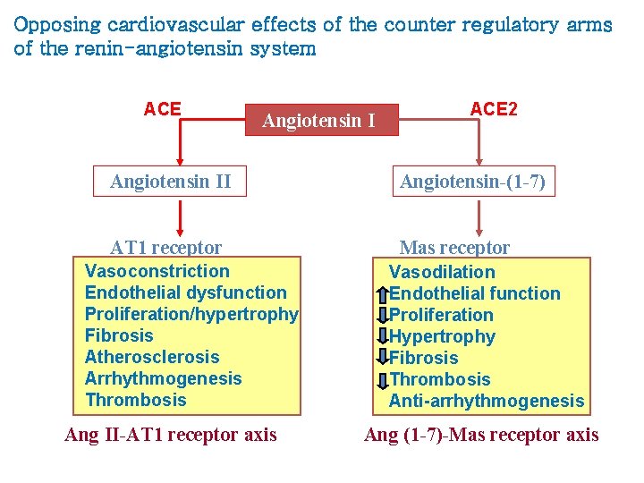 Opposing cardiovascular effects of the counter regulatory arms of the renin-angiotensin system ACE Angiotensin