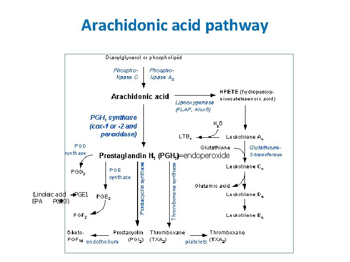 Arachidonic acid pathway =endoperoxide (Linoleic acid PGE 1 EPA PGE 3) 