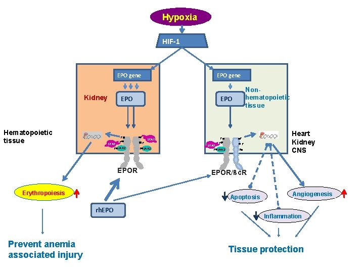 Hypoxia HIF-1 EPO gene Kidney Hematopoietic tissue EPO P P STAT P JAK 2