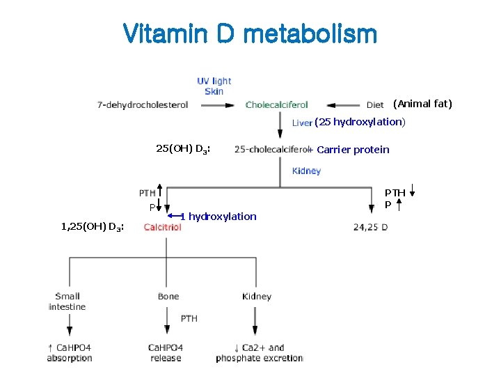 Vitamin D metabolism (Animal fat) (25 hydroxylation) 25(OH) D 3: P 1, 25(OH) D