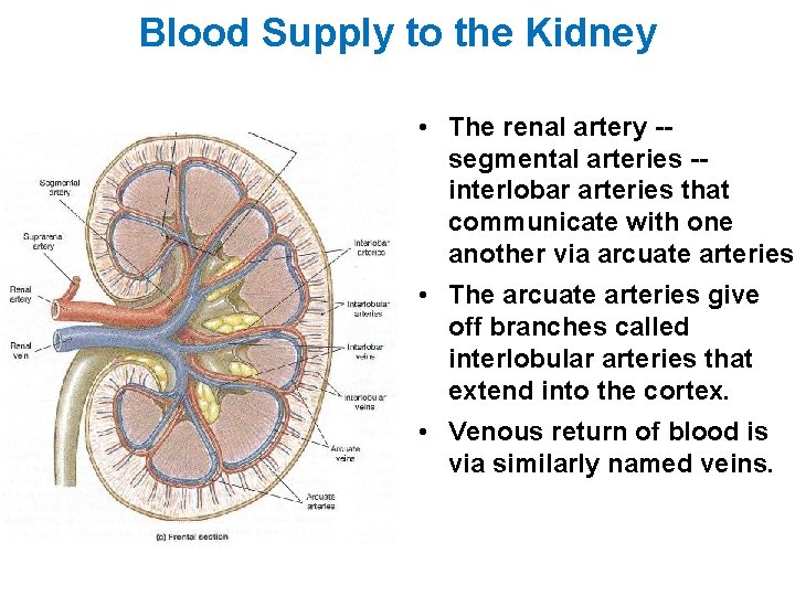 Blood Supply to the Kidney • The renal artery -segmental arteries -interlobar arteries that