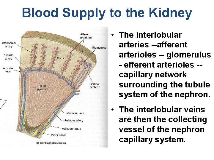 Blood Supply to the Kidney • The interlobular arteries --afferent arterioles -- glomerulus -
