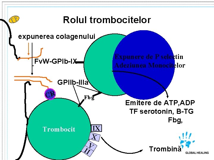 Rolul trombocitelor TF expunerea colagenului Expunere de P selectin Adeziunea Monocitelor Fv. W-GPIb-IX GPIIb-IIIa
