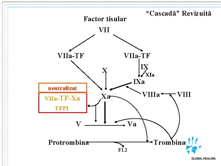 “Cascadă” Revizuită Factor tisular VIIa-TF X VIIa-TF IX IXa neutralizat VIIa-TF-Xa XIa VIIIa Xa