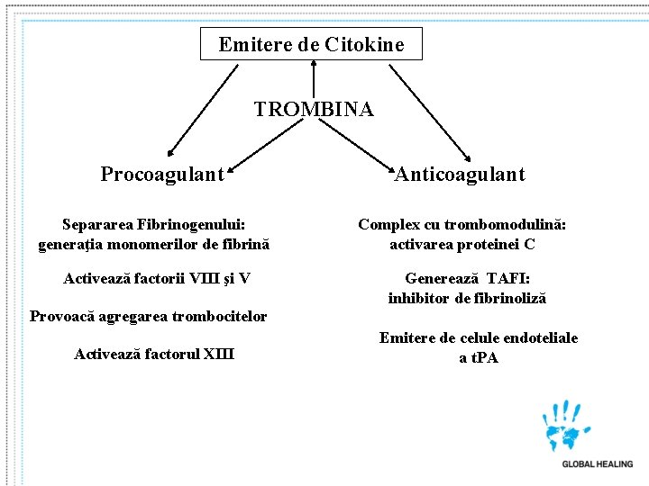 Emitere de Citokine TROMBINA Procoagulant Separarea Fibrinogenului: generaţia monomerilor de fibrină Activează factorii VIII Emitere de Citokine TROMBINA Procoagulant Separarea Fibrinogenului: generaţia monomerilor de fibrină Activează factorii VIII