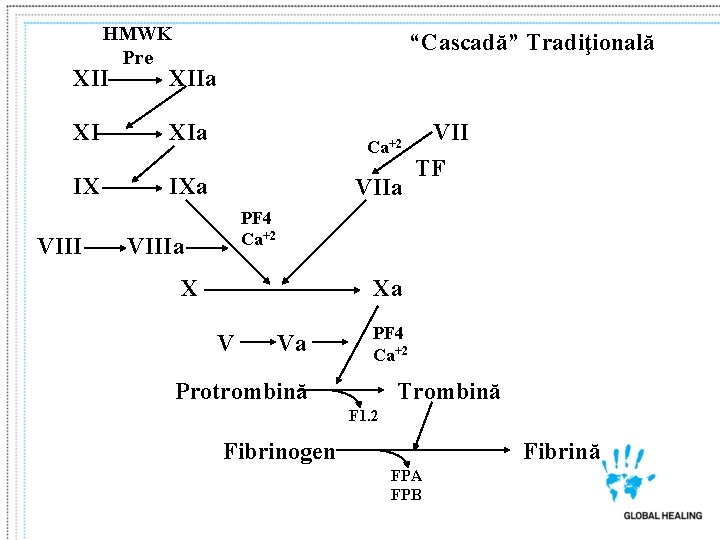 HMWK Pre “Cascadă” Tradiţională XIIa XI XIa IX VIII Ca+2 IXa VII TF PF HMWK Pre “Cascadă” Tradiţională XIIa XI XIa IX VIII Ca+2 IXa VII TF PF