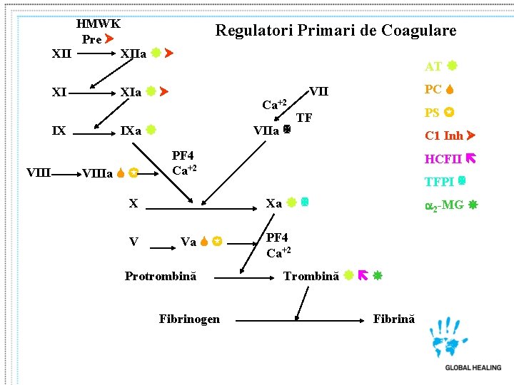 HMWK Pre XIIa XI IX VIII Regulatori Primari de Coagulare AT XIa Ca+2 IXa HMWK Pre XIIa XI IX VIII Regulatori Primari de Coagulare AT XIa Ca+2 IXa