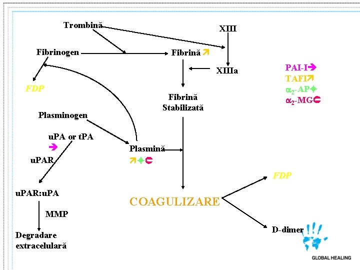 Trombină XIII Fibrinogen Fibrină XIIIa FDP Plasminogen u. PA or t. PA u. PAR