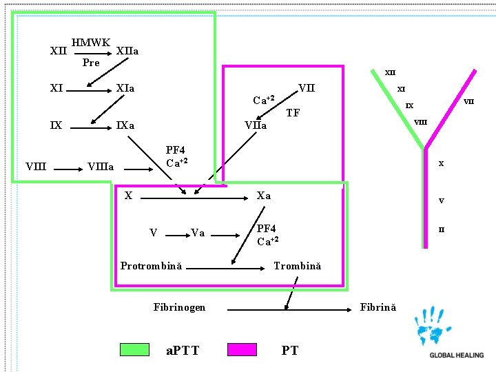 XII HMWK Pre XIIa XII XI XIa VII XI Ca+2 TF IX VIII IXa XII HMWK Pre XIIa XII XI XIa VII XI Ca+2 TF IX VIII IXa