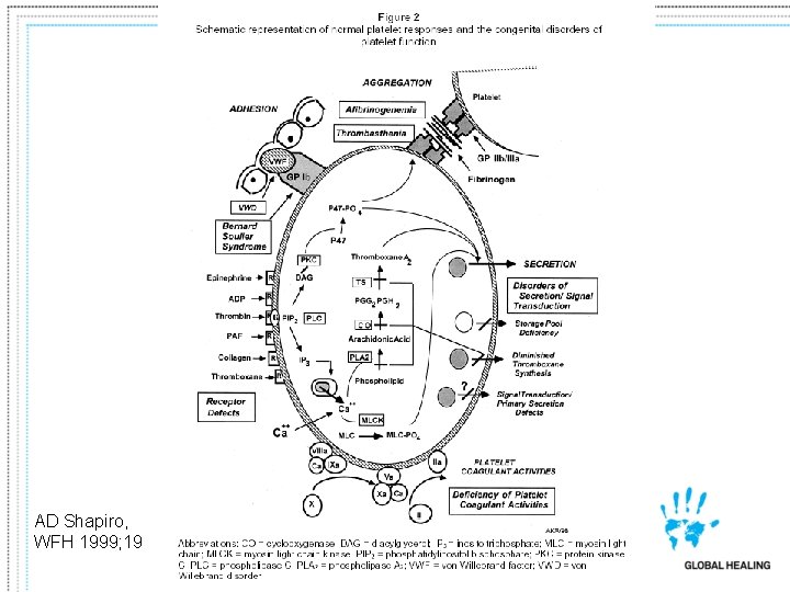 AD Shapiro, WFH 1999; 19 