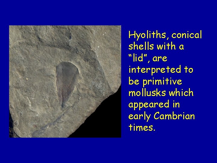 Hyoliths, conical shells with a “lid”, are interpreted to be primitive mollusks which appeared