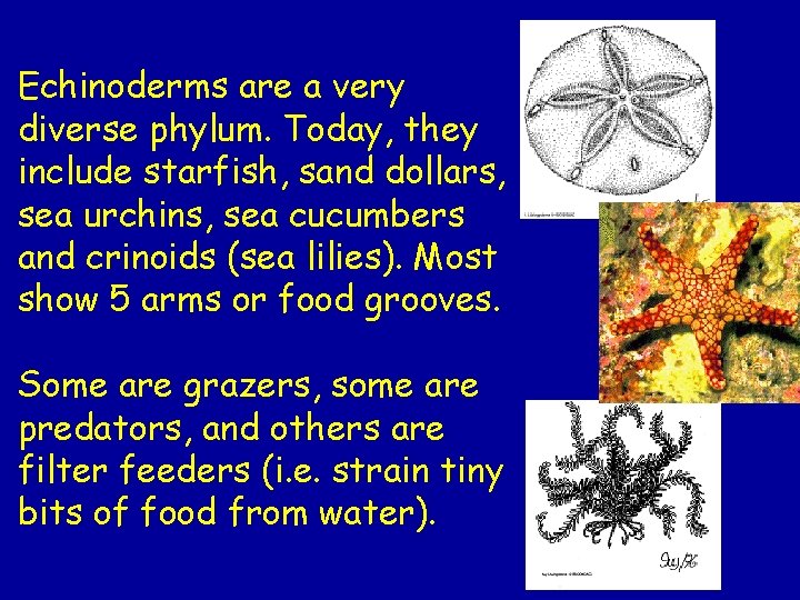 Echinoderms are a very diverse phylum. Today, they include starfish, sand dollars, sea urchins,