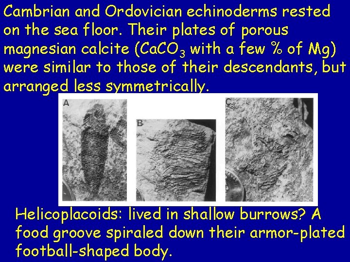 Cambrian and Ordovician echinoderms rested on the sea floor. Their plates of porous magnesian