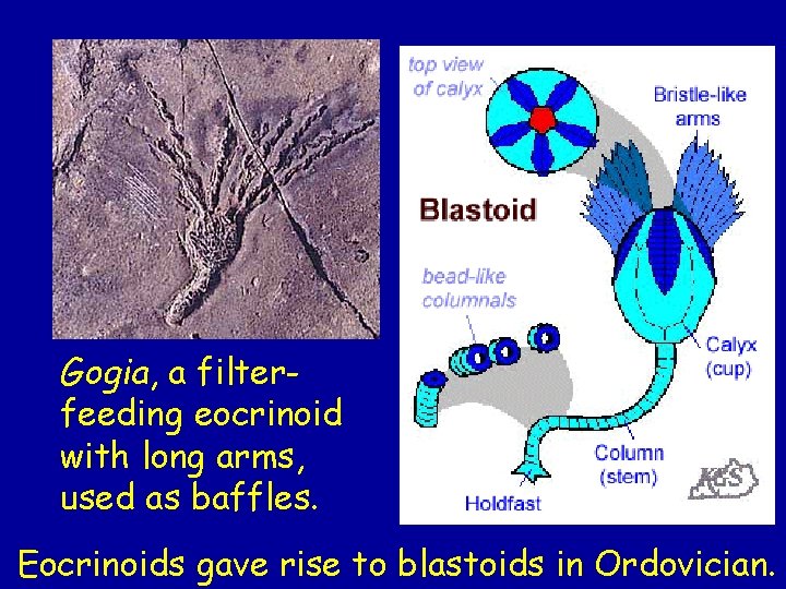 Gogia, a filterfeeding eocrinoid with long arms, used as baffles. Eocrinoids gave rise to