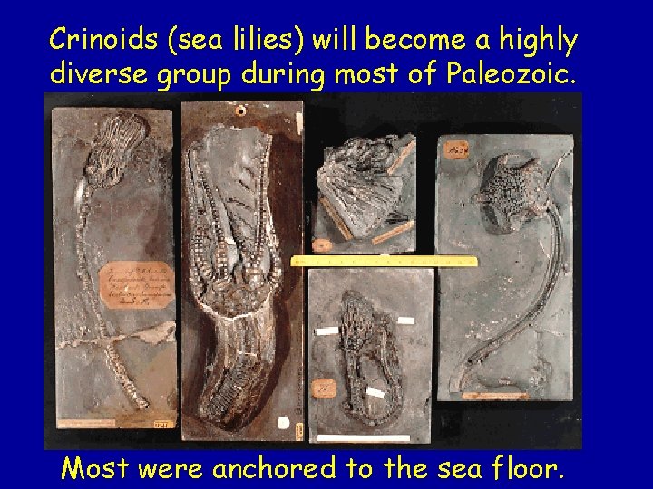 Crinoids (sea lilies) will become a highly diverse group during most of Paleozoic. Most