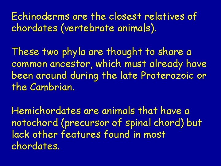 Echinoderms are the closest relatives of chordates (vertebrate animals). These two phyla are thought