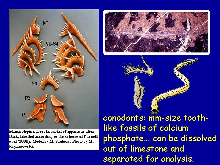 conodonts: mm-size toothlike fossils of calcium phosphate. . . can be dissolved out of