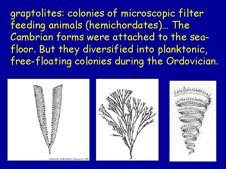 graptolites: colonies of microscopic filter feeding animals (hemichordates)… The Cambrian forms were attached to