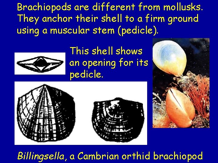 Brachiopods are different from mollusks. They anchor their shell to a firm ground using