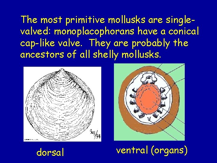 The most primitive mollusks are singlevalved: monoplacophorans have a conical cap-like valve. They are