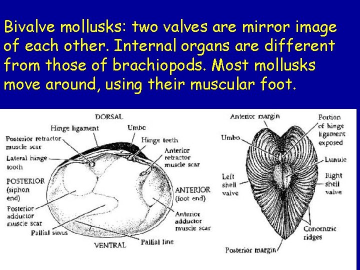 Bivalve mollusks: two valves are mirror image of each other. Internal organs are different