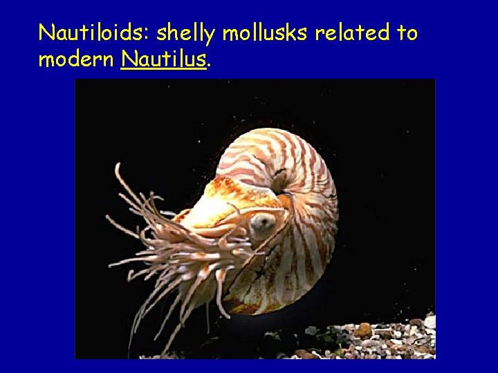 Nautiloids: shelly mollusks related to modern Nautilus. 