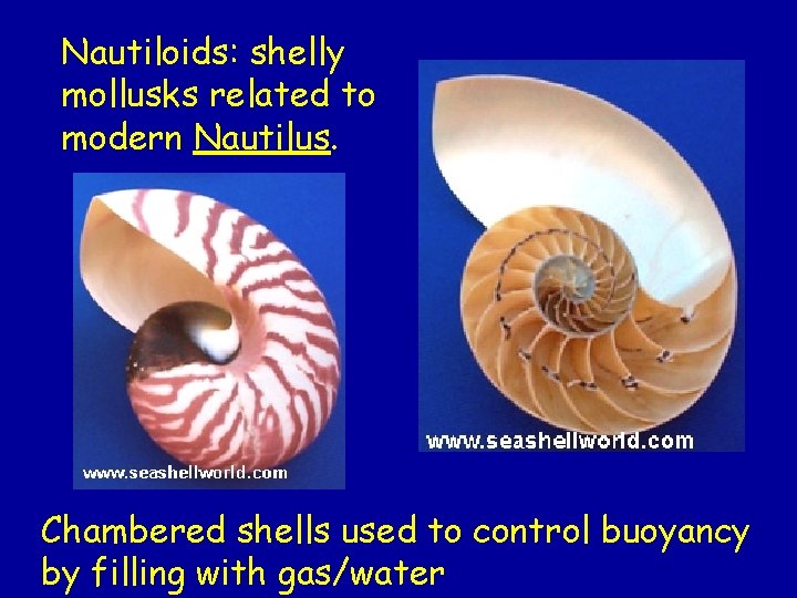 Nautiloids: shelly mollusks related to modern Nautilus. Chambered shells used to control buoyancy by