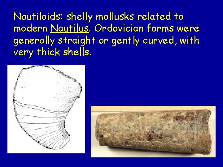 Nautiloids: shelly mollusks related to modern Nautilus. Ordovician forms were generally straight or gently