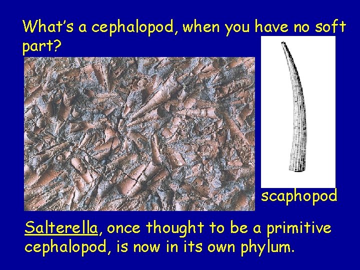 What’s a cephalopod, when you have no soft part? scaphopod Salterella, once thought to