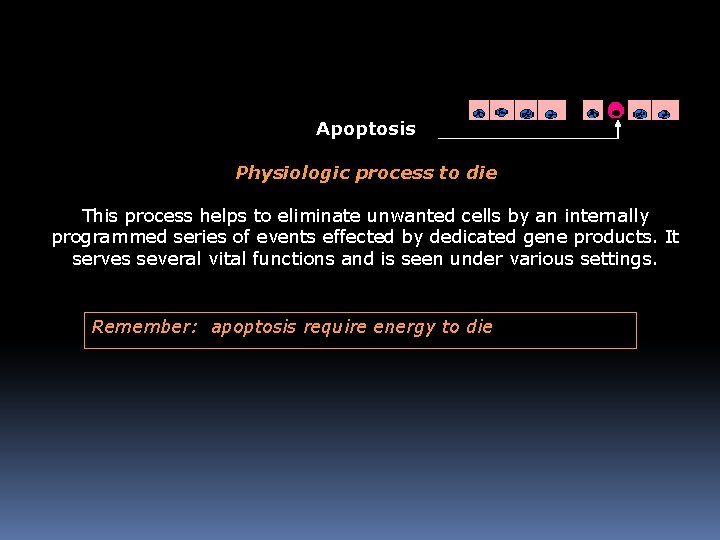 Apoptosis Physiologic process to die This process helps to eliminate unwanted cells by an