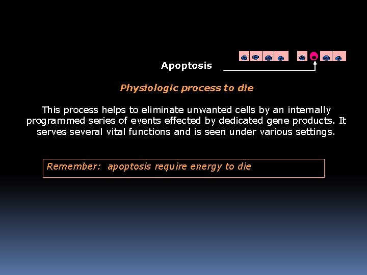 Apoptosis Physiologic process to die This process helps to eliminate unwanted cells by an Apoptosis Physiologic process to die This process helps to eliminate unwanted cells by an