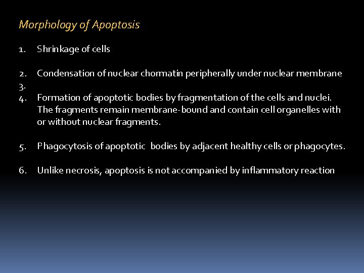 Morphology of Apoptosis 1. Shrinkage of cells 2. Condensation of nuclear chormatin peripherally under