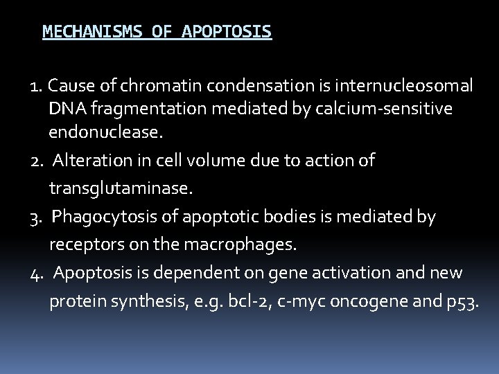 MECHANISMS OF APOPTOSIS 1. Cause of chromatin condensation is internucleosomal DNA fragmentation mediated by