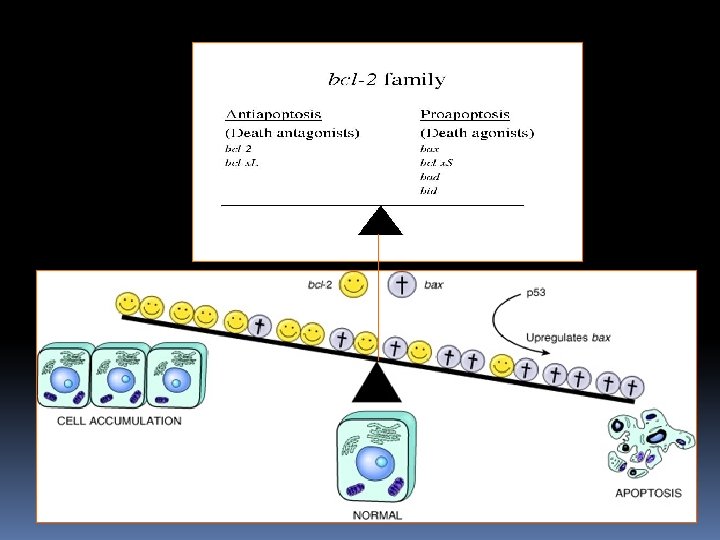 Apoptosis regulating genes 