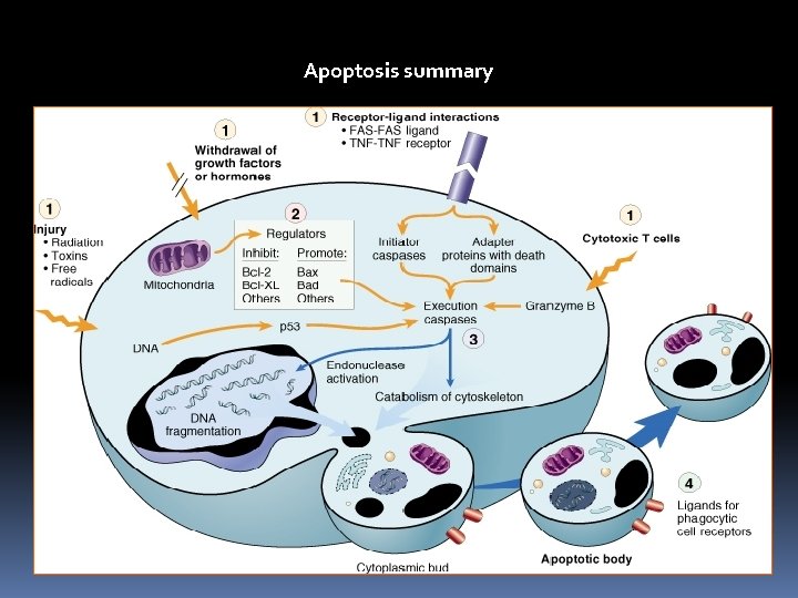Apoptosis summary Apoptosis summary