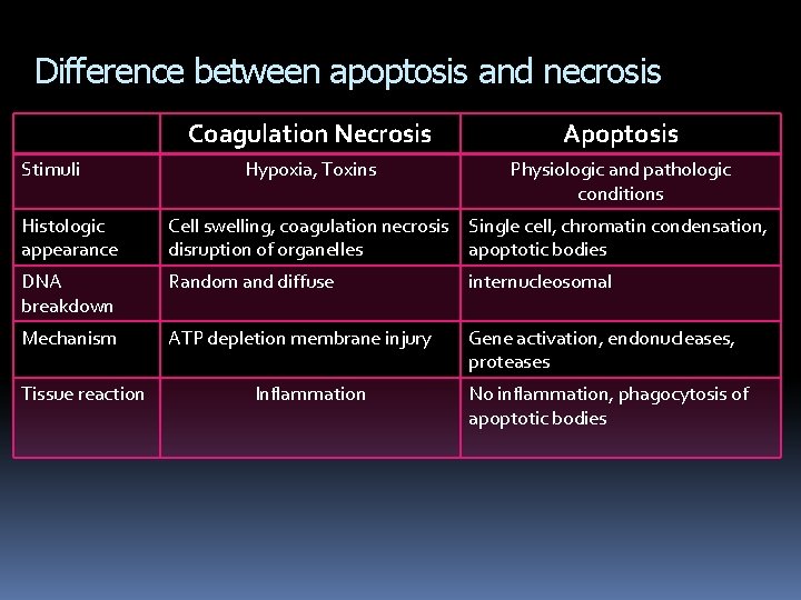 Difference between apoptosis and necrosis Stimuli Coagulation Necrosis Apoptosis Hypoxia, Toxins Physiologic and pathologic Difference between apoptosis and necrosis Stimuli Coagulation Necrosis Apoptosis Hypoxia, Toxins Physiologic and pathologic