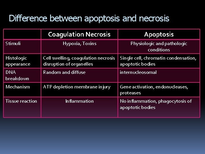 Difference between apoptosis and necrosis Stimuli Coagulation Necrosis Apoptosis Hypoxia, Toxins Physiologic and pathologic