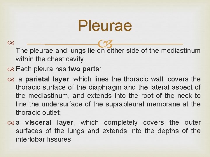 Pleurae The pleurae and lungs lie on either side of the mediastinum within the