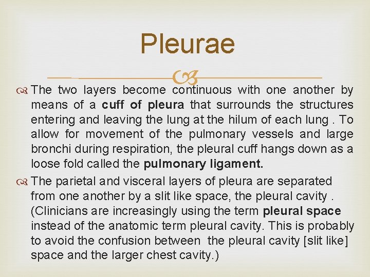 Pleurae The two layers become continuous with one another by means of a cuff