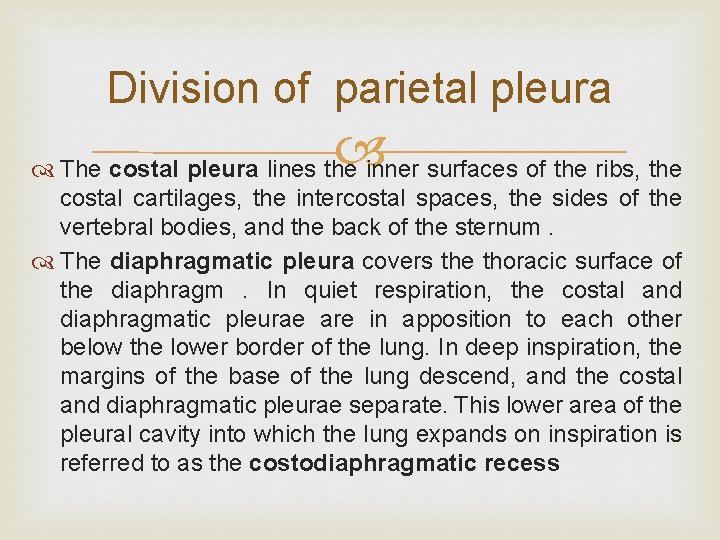 Division of parietal pleura The costal pleura lines the inner surfaces of the ribs,