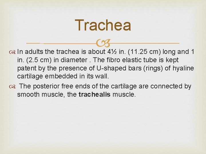Trachea In adults the trachea is about 4½ in. (11. 25 cm) long and